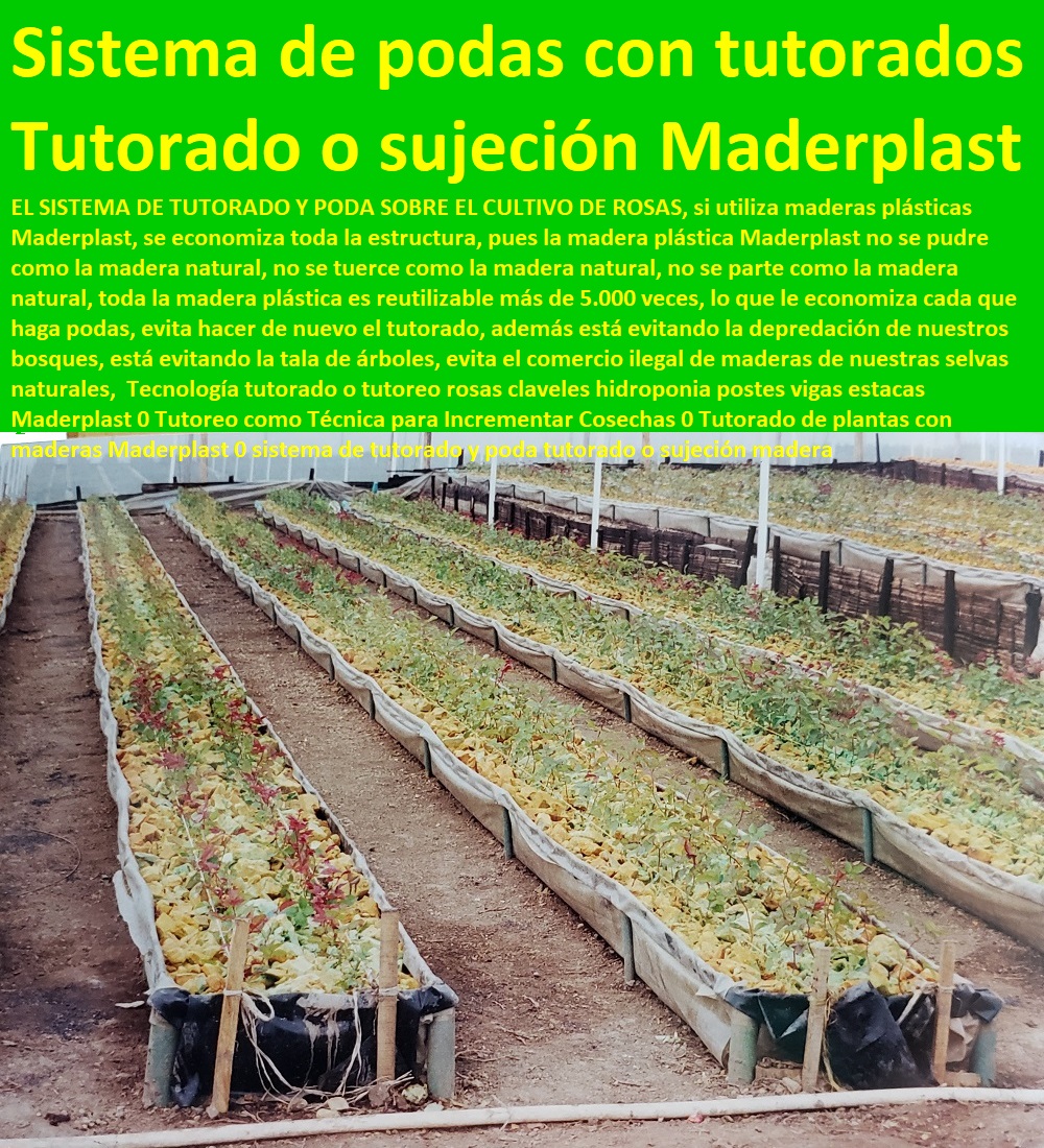 Tecnología tutorado o tutoreo rosas claveles hidroponia postes vigas estacas Maderplast 0 Tutoreo como Técnica para Incrementar Cosechas 0 Tutorado de plantas con maderas Maderplast 0 sistema de tutorado y poda tutorado o sujeción madera Tecnología tutorado o tutoreo rosas claveles hidroponia postes vigas estacas Maderplast 0 Tutoreo como Técnica para Incrementar Cosechas 0 HIDROPONÍA, AGRICULTURA, COSECHA, POSCOSECHA, Tutores para Flores cable vía Bananas Aromáticas, Cultivos Tecnificados, Invernaderos, Semilleros, Bancos De Siembra, Tutorado de plantas con maderas Maderplast 0 sistema de tutorado y poda tutorado o sujeción madera